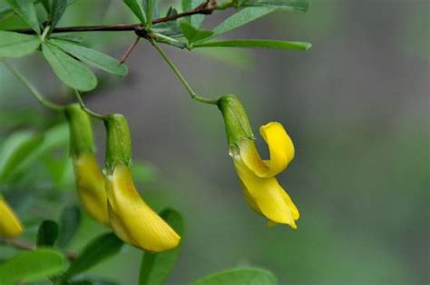 金雀花 花語|金雀花的花語及傳說